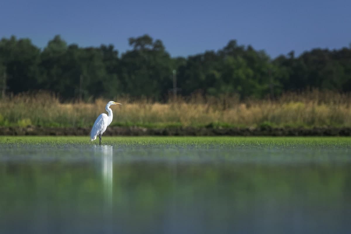Investing in the Agri-Food Transition: Climate-Aligned, Water-Resilient Strategies that Create Value for Investors and Nature