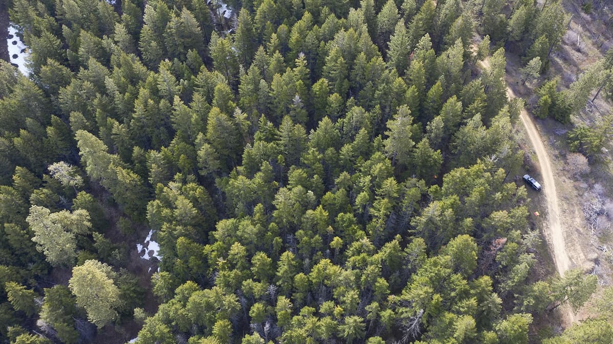 Why Thinning a Forest Could Get You More Drinking Water