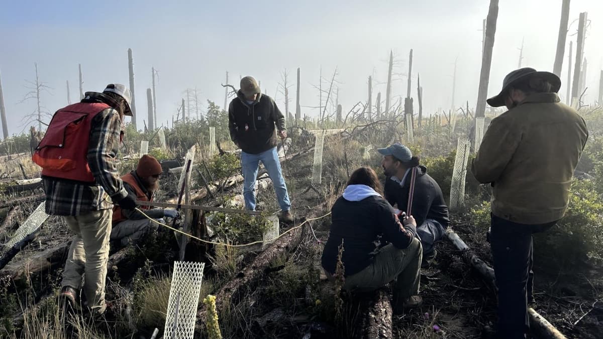 How New Mexico Is ‘Building a Forest’ by Solving a Seedling Shortage