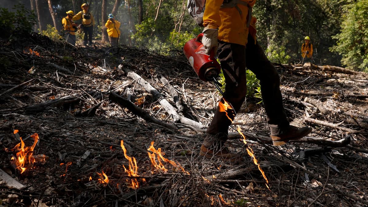 How Controlled Burns Can Help Save Taxpayers Billions