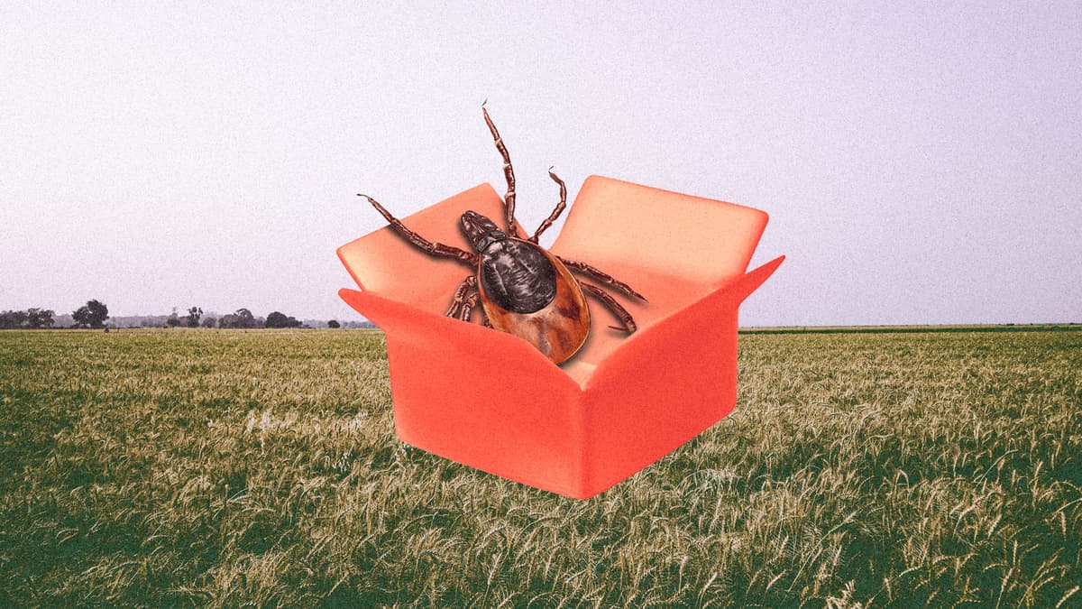 As Tick Bites Surge, Conspiracy Theories Follow