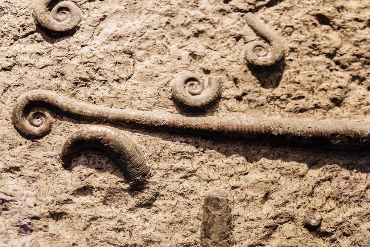 Scientists Discovered 700 Fossils That Rewrite What We Know About Life on Earth