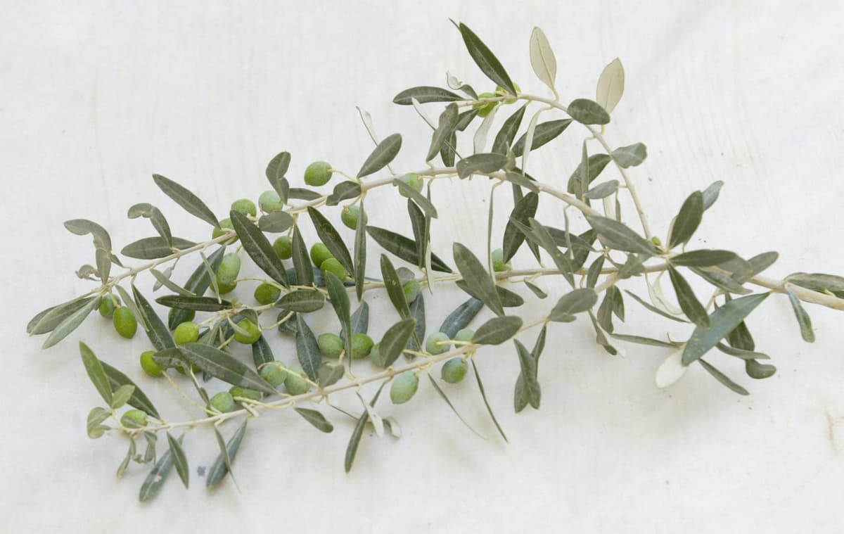 How to Grow an Olive Tree Indoors