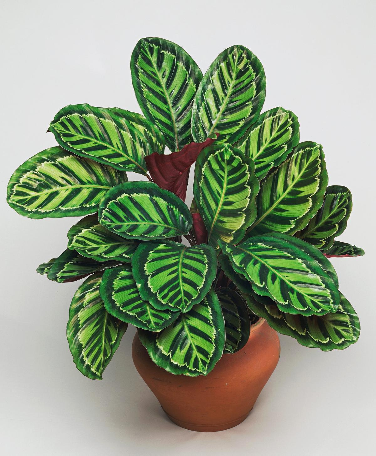 How to Keep a Zebra Plant Alive and Thriving Indoors