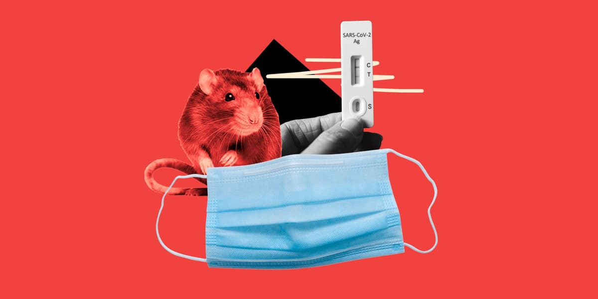How Is Hantavirus Similar to (And Different From) COVID-19? Experts Explain