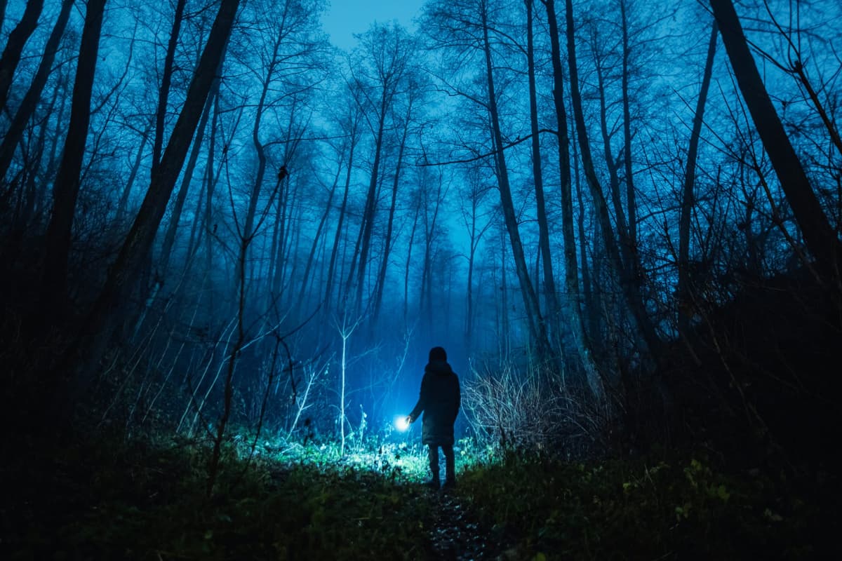 A Lumber Thief Stole Precious Maple and Thought He Left No Evidence. But He Forgot About the Tree’s DNA.