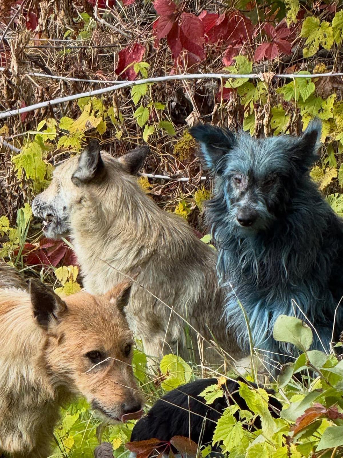 Some Dogs at Chernobyl Have Turned Blue