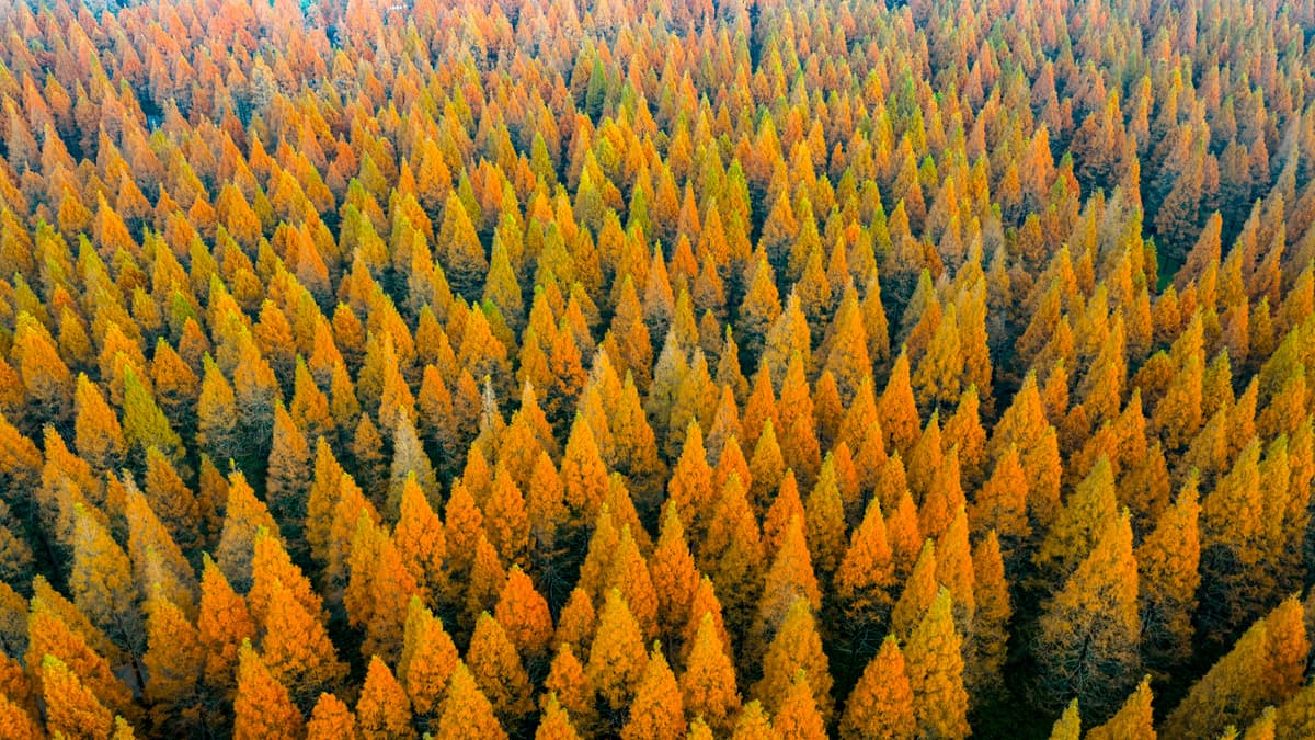 China Planted 78 Billion New Trees—And Seriously Messed Up Its Water Cycle