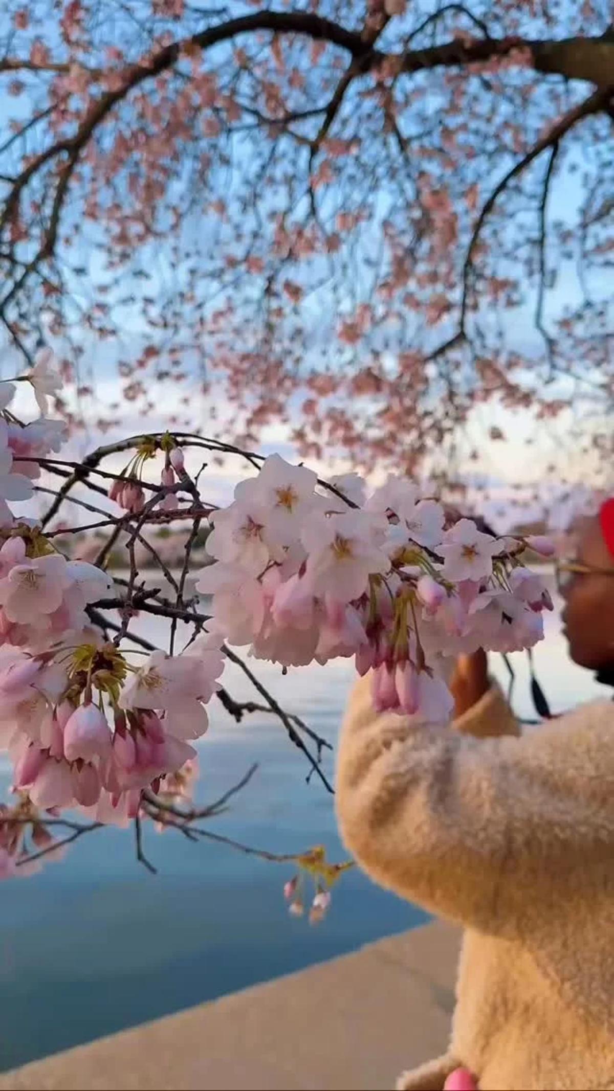 DC's Cherry Blossoms Offer Japan‑Free Spring Delight