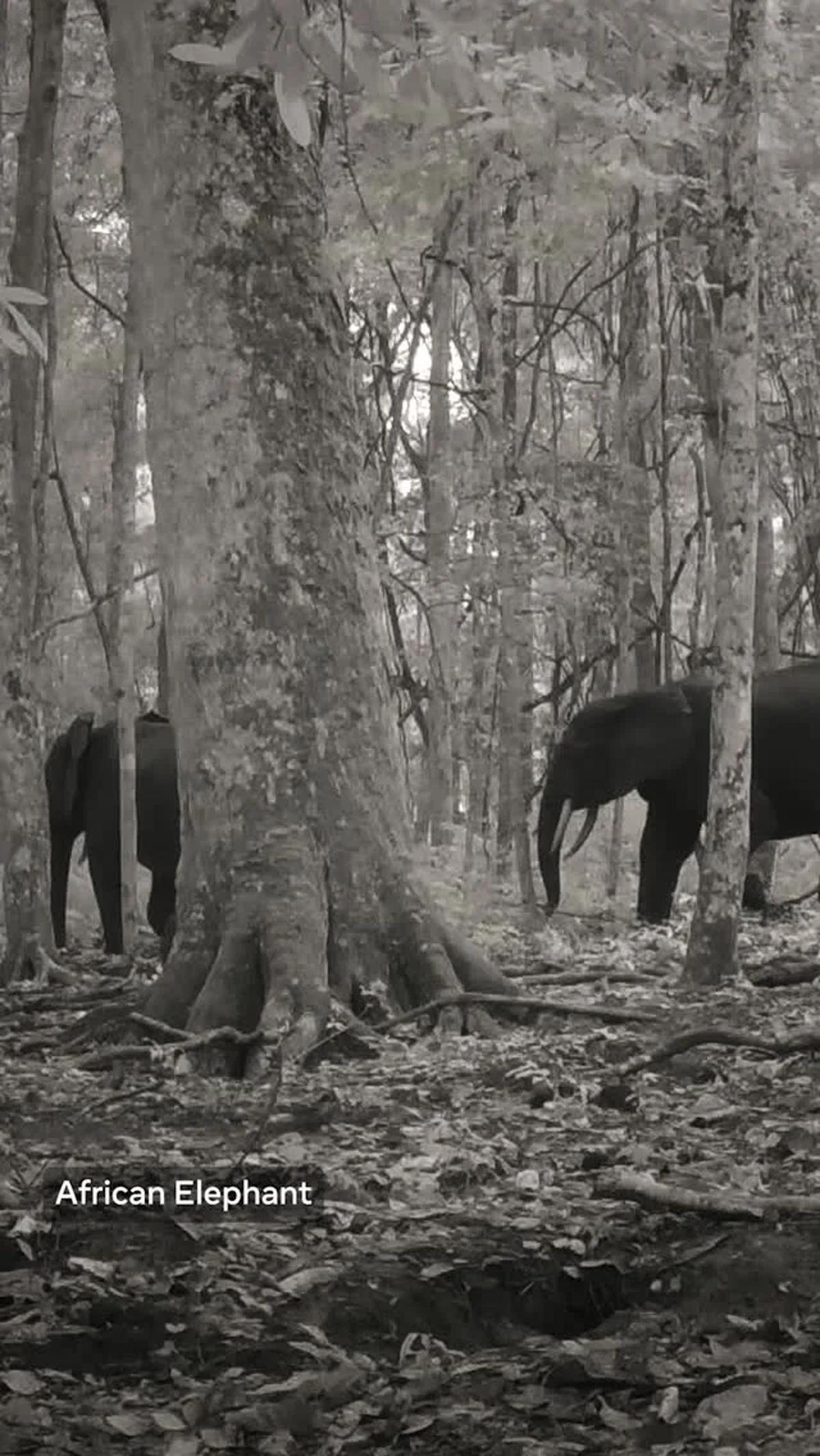 SAM 3 Powers Precise Wildlife Tracking to Prevent Extinction