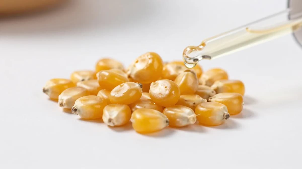 Nearly Every Corn Seed Planted in Colorado Is Covered in Insecticide: Lawmakers May Restrict the Chemical