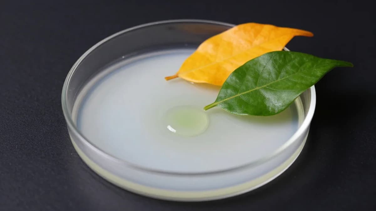 Antibacterial Effects of Crude Extracts From Tithonia Diversifolia and Solanum Torvum on Selected Shigella Species Demonstrated In Vitro