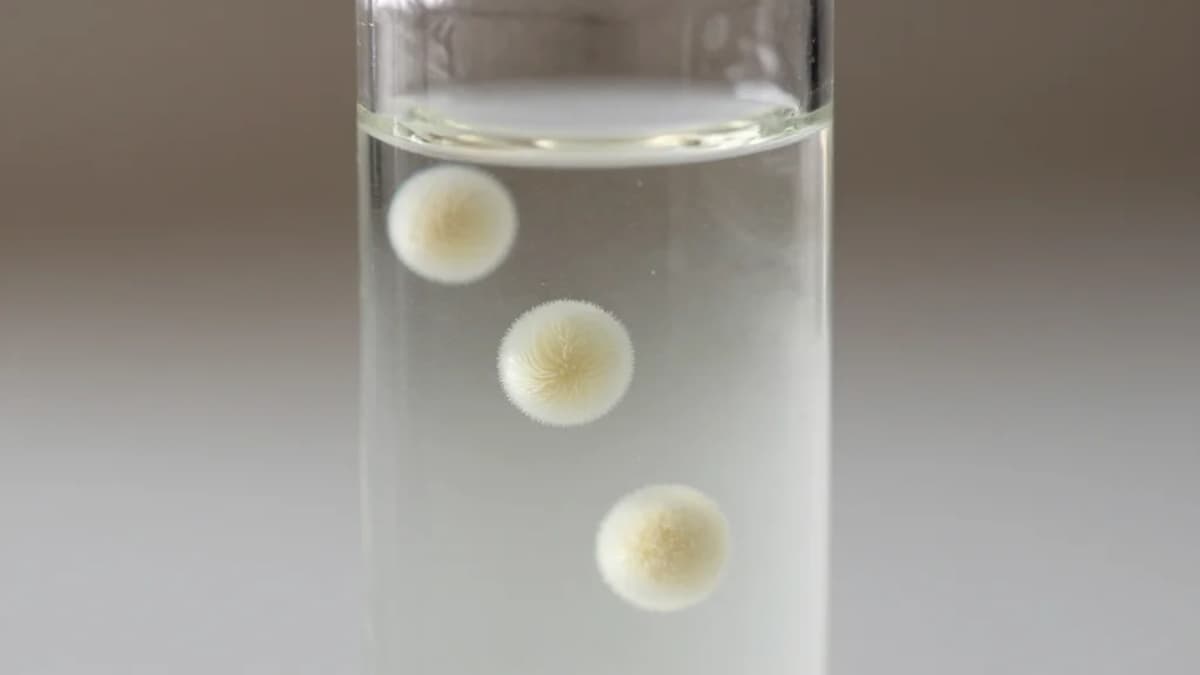 Sometimes Less Is More: Messier Nanoparticles May Actually Deliver Drugs More Effectively than Tightly Packed Ones