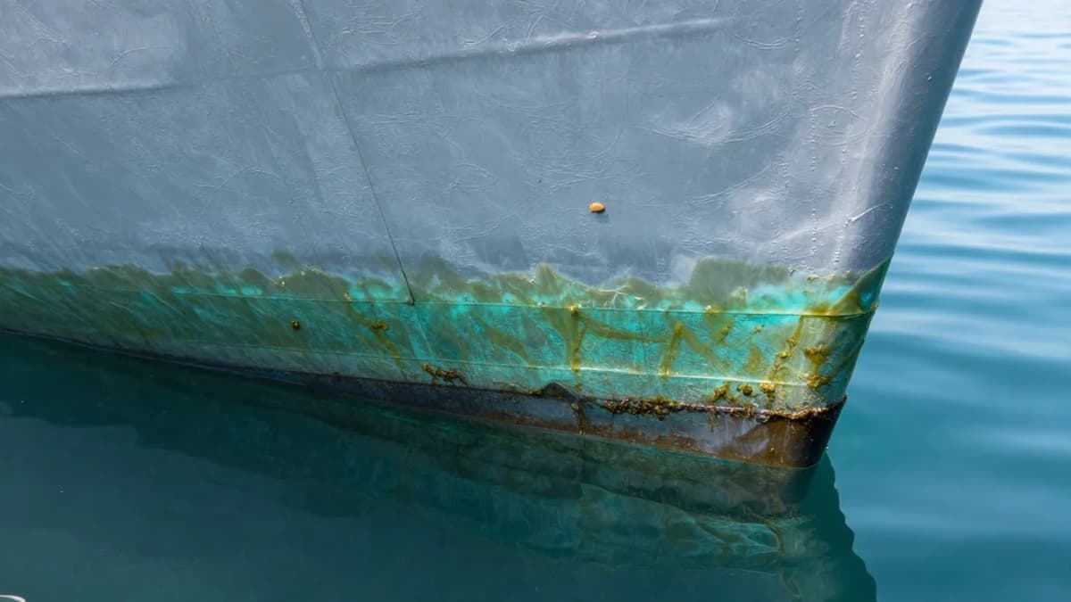 Natural Peptides From Cyanobacteria Offer Eco-Friendly Solution to Marine Biofouling