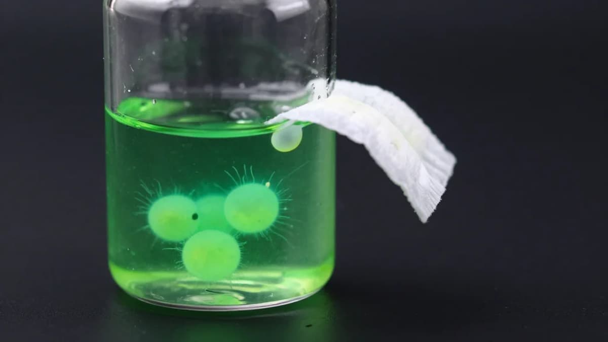 Commercially Viable Biomanufacturing: Designer Yeast Turns Sugar Into Lucrative Chemical 3-HP