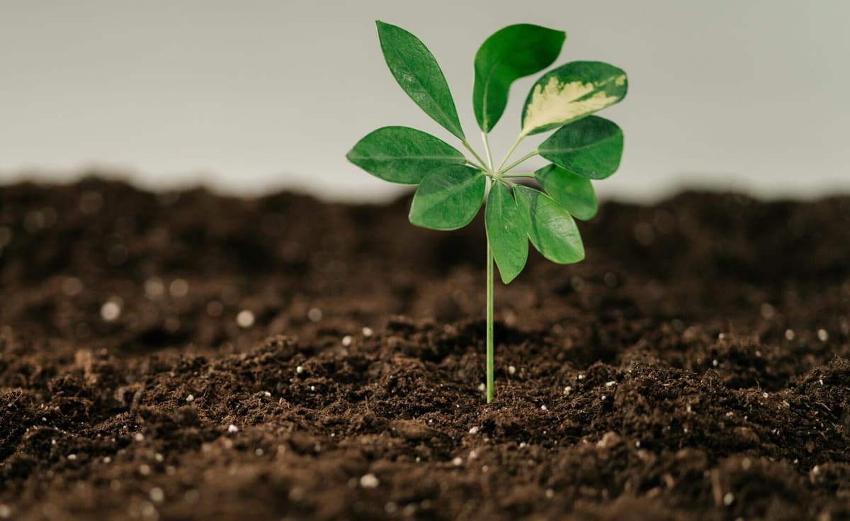 BrightSpring Aims for Organic Growth Following Amedisys Location Acquisitions
