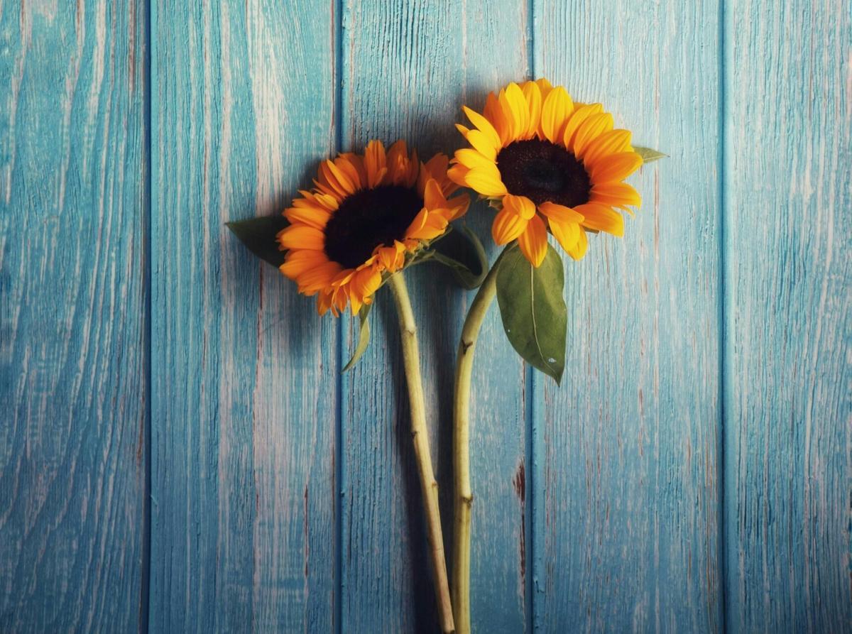 HopeHealth CEO: Hospice in ‘Significant Growth’ Period