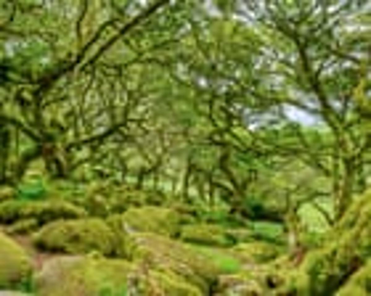 Ancient by Luke Barley Review – the Secret History of Britain’s Woodlands