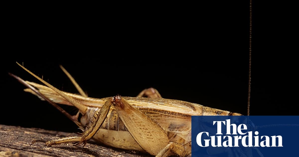 Don’t Reach for the Bug Spray: Crickets Stroke a Sore Antenna, as Cues Suggest Insects Feel Pain