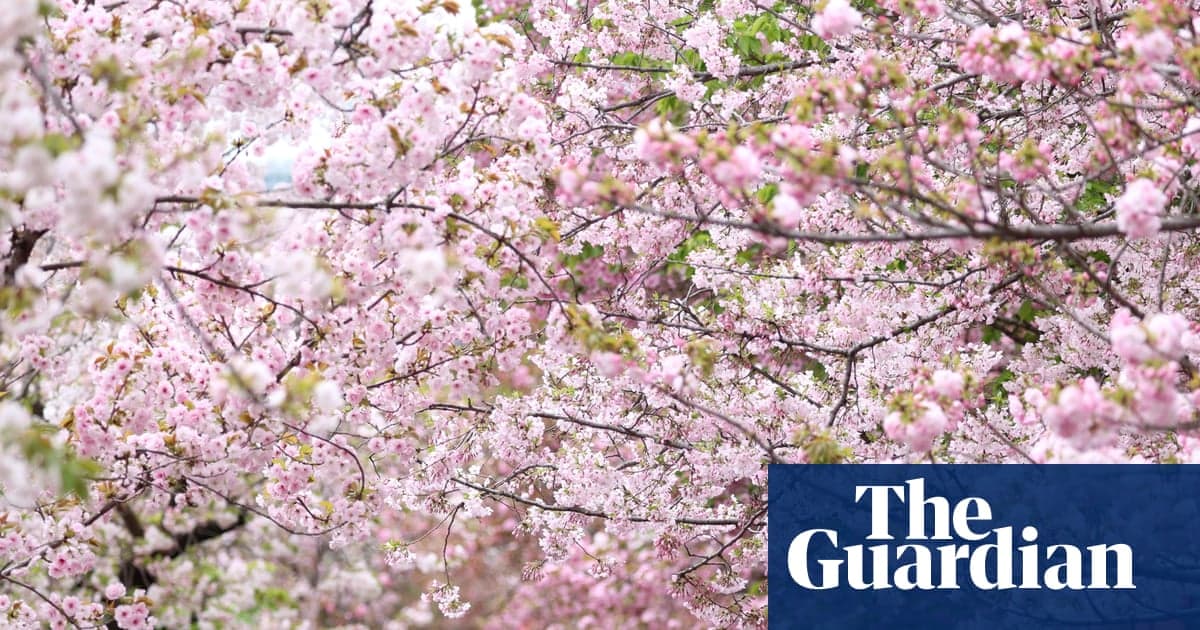 After 1,200 Years, Cherry Blossom Record to Live on Despite Japanese Scientist’s Death