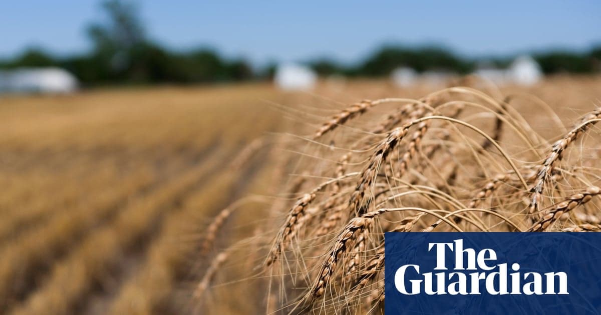 ‘The Worst Time for Wheat’: US Farmers Face Losses to Extreme Heat and Drought