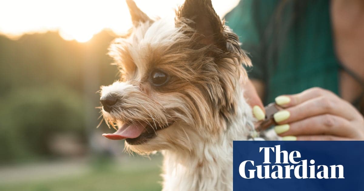 Fitness Tracker for Fido? Experts Split on Benefits of Pet Tech