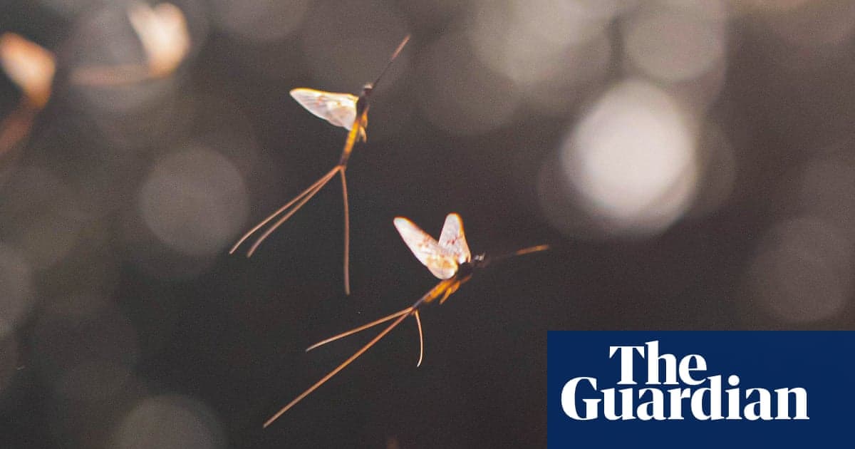 Older than the Dinosaurs: Scientists Finally Unlock Secret of the Mayfly’s Dance