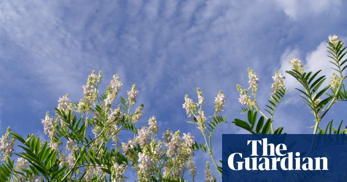 Plantwatch: How Goat’s Rue Inspired Super Drug for Everything From Diabetes to Obesity