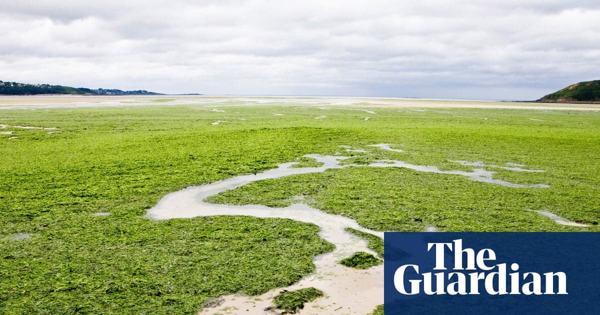 ‘I Couldn’t Breathe’: The Sinister Spread of France’s Killer Seaweed
