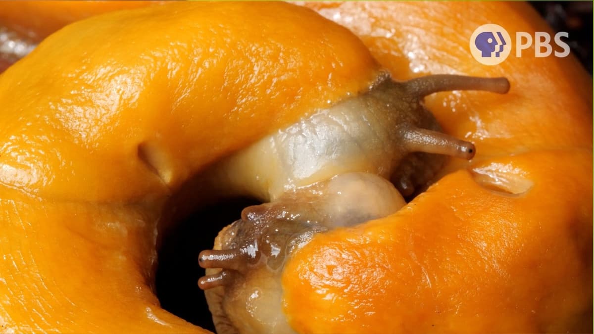 Banana Slugs Are Slimy S*xperts