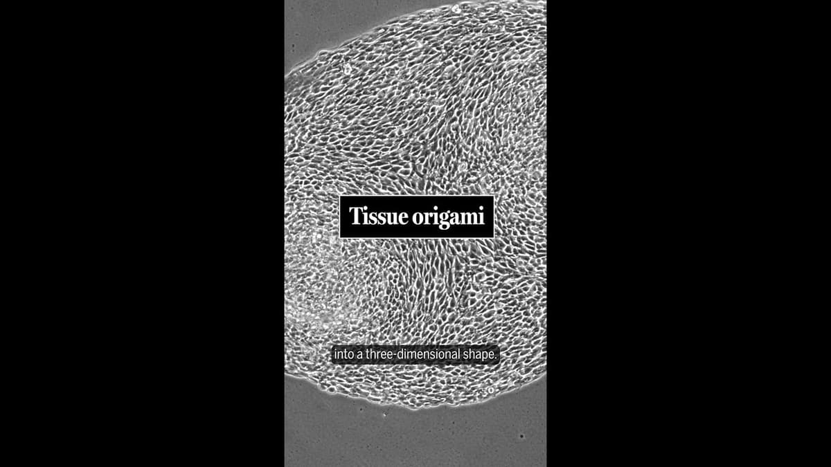 Tissue Origami