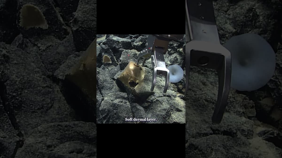 Scientists Solve Mystery of a Deep-Sea Golden Orb