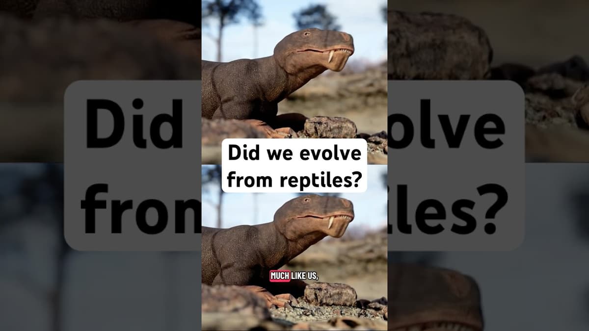 Did We Evolve From Reptiles? #evolution #reptiles #stem #fossil #therapsids