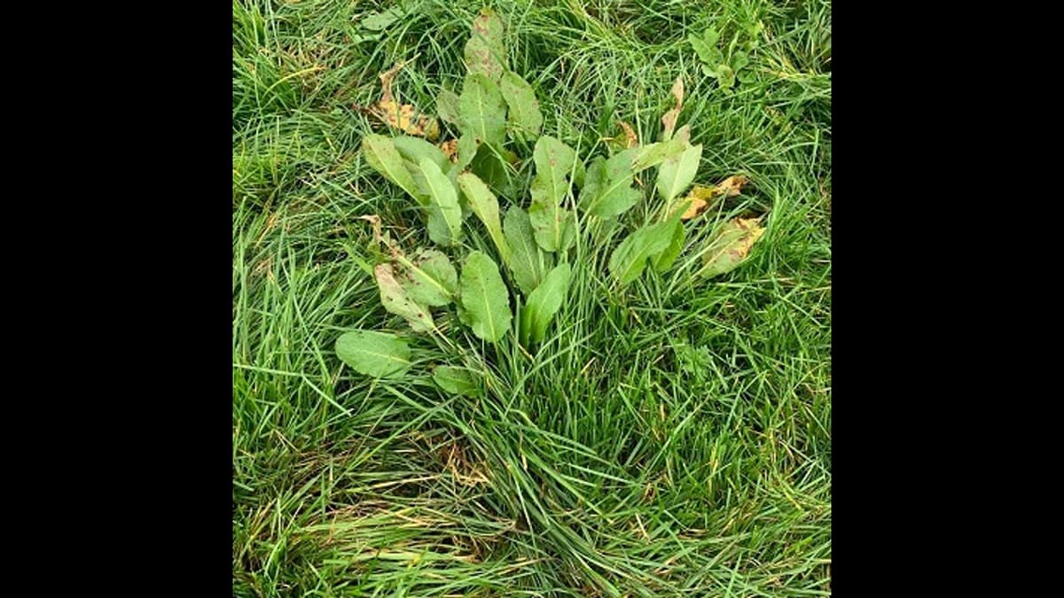 Weed Control on Pasture and Silage Ground