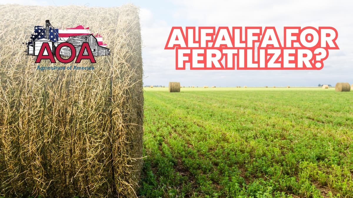 Expanding Alfalfa Use for Non-Ruminant Feed and Fertilizer?