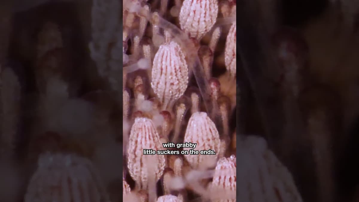 This Is What Sand Dollars Really Look Like | #DeepLook #Shorts