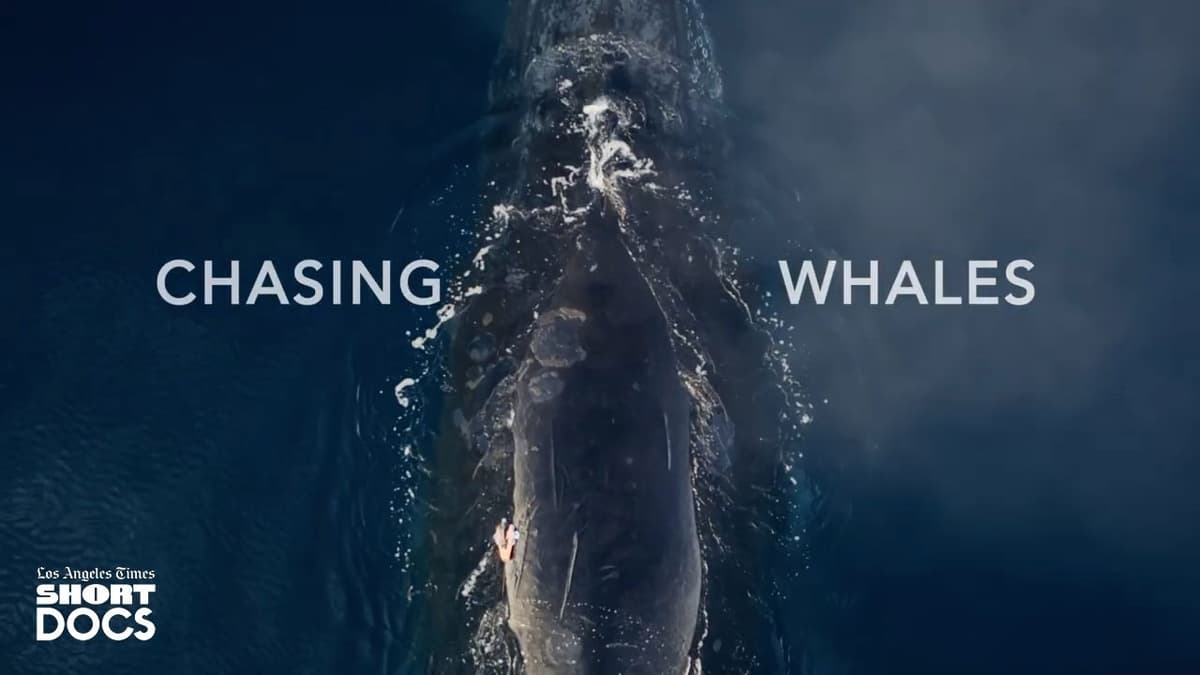 Chasing Whales | LA Times Short Docs