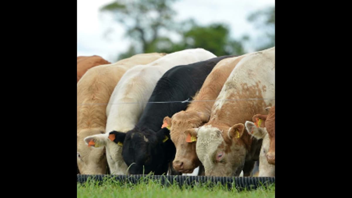 When Costs Climb: Protecting Profit on Beef Farms