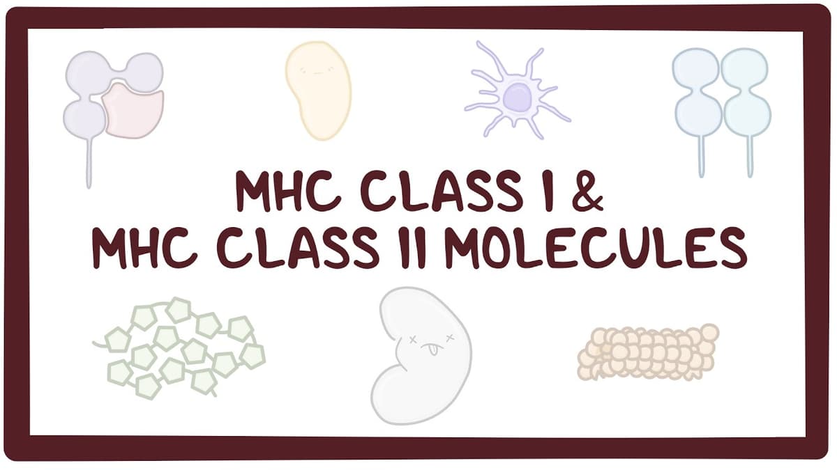 MHC Class I and MHC Class II Molecules