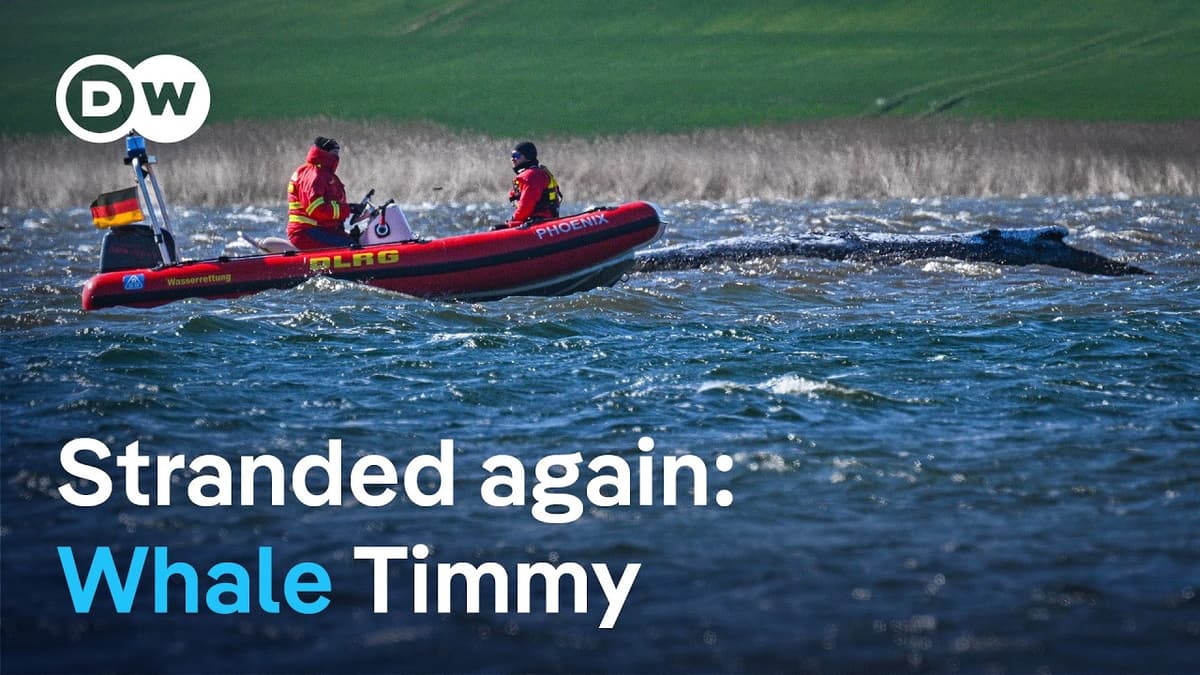 Race to Save Humpback Whale Off Germany’s Coast | DW News