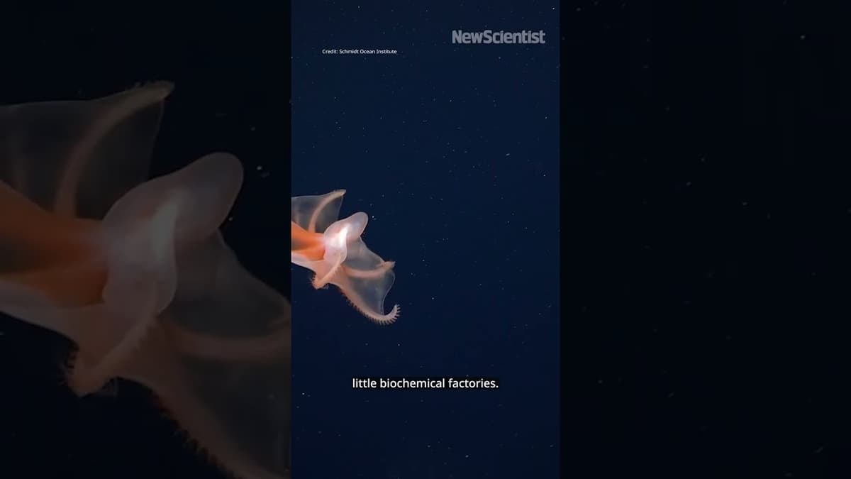 Can We Patent the Deep Sea?