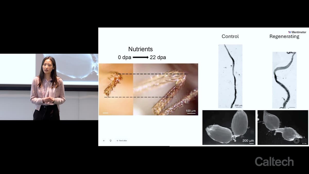 Yutian Li - Nutrient-Driven Activation of Regenertion Through Systemic Energy Reallocation