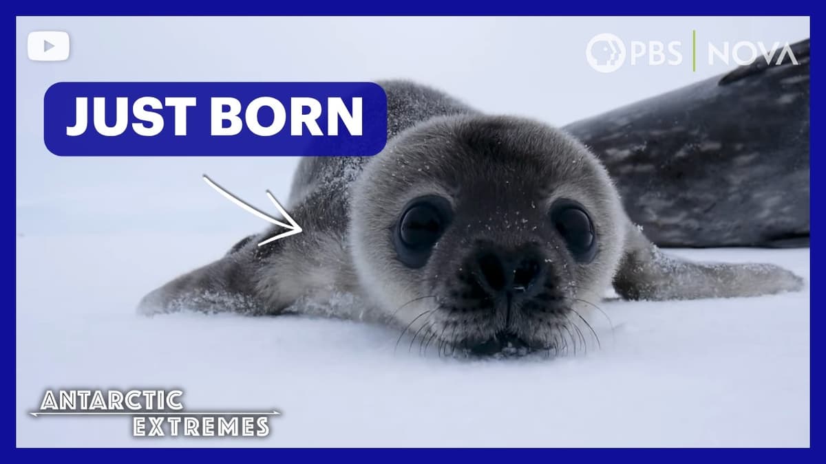We Met Baby Seals on the Ice in Antarctica | NOVA | PBS