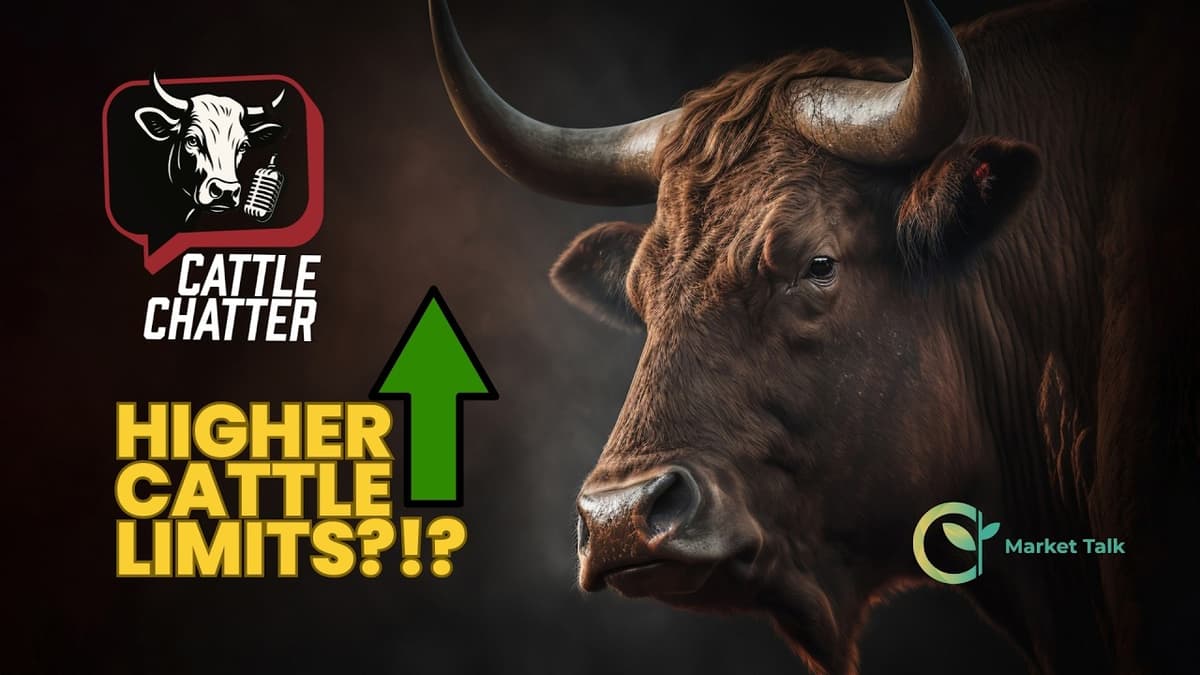 Cash Cattle Push Into Uncharted Territory | 5/14/26 Cattle Chatter