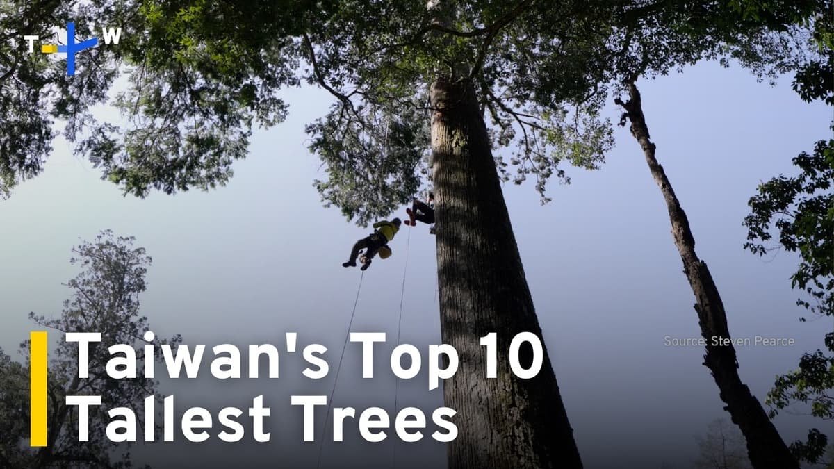 Researchers Enlist Public To Help Find Taiwan's Top 10 Tallest Trees|TaiwanPlus News