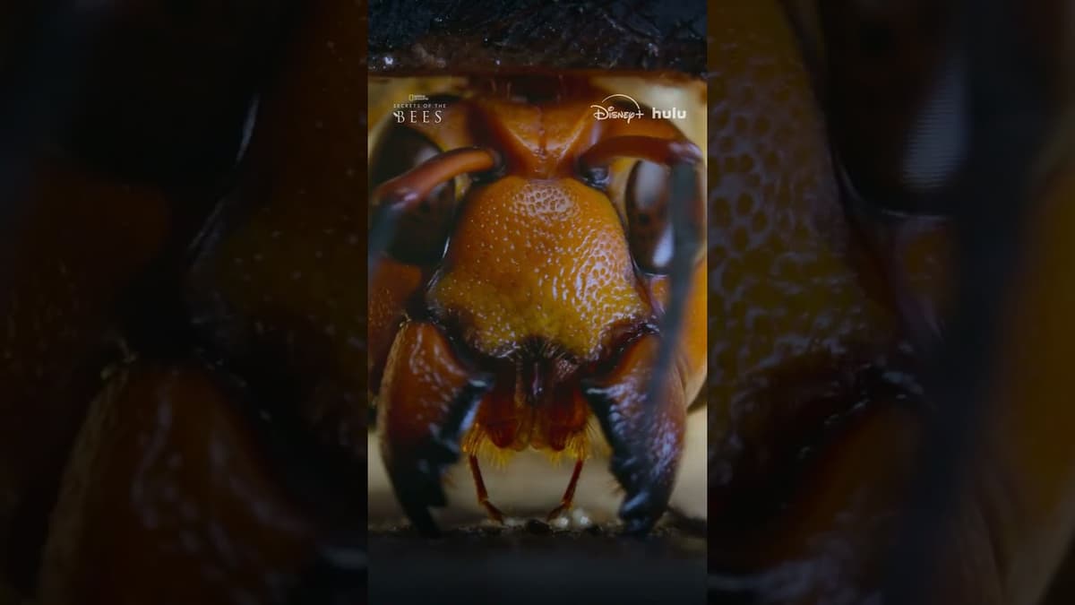 Intruder Alert as Murder Hornets Invade a Beehive #SecretsOfTheBees