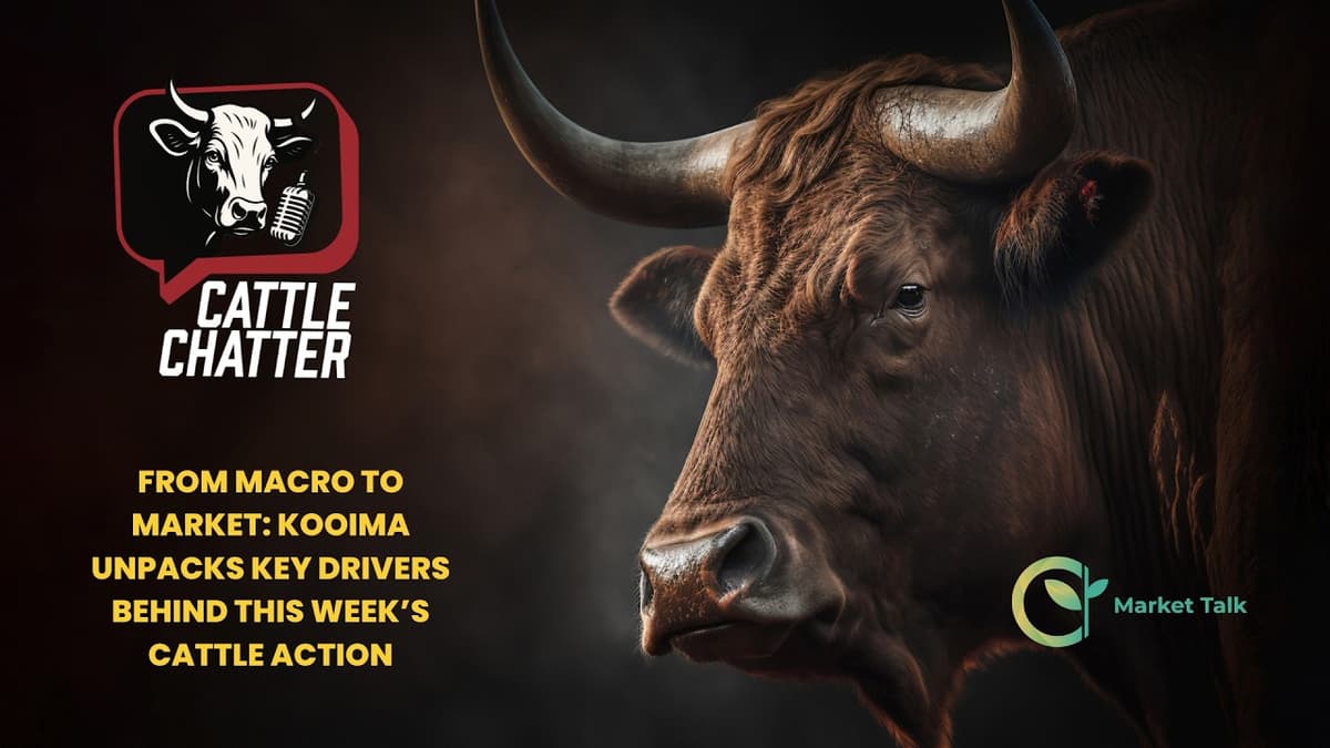 From Macro to Market: Kooima Unpacks Key Drivers Behind This Week’s Cattle Action