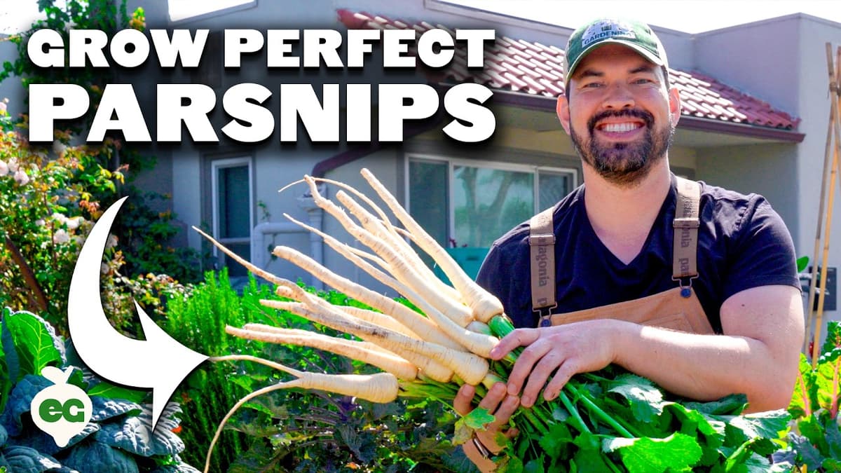 How to Grow Perfect Parsnips, From Seed to Harvest
