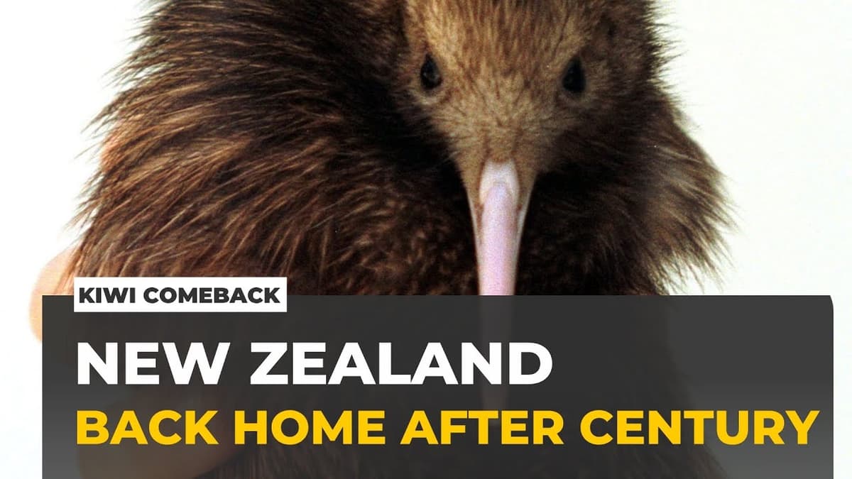 Kiwi in the Capital: New Zealand's Most Treasured Species Returns