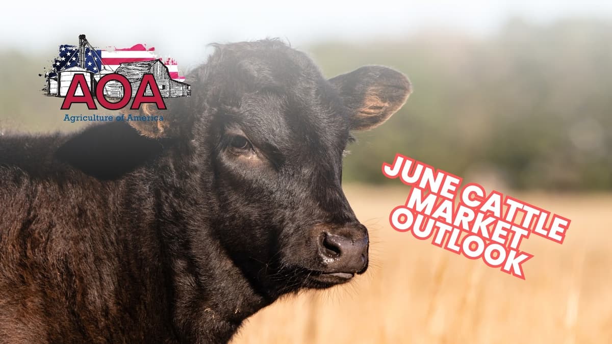 Will Cattle Market Volatility Continue in June?